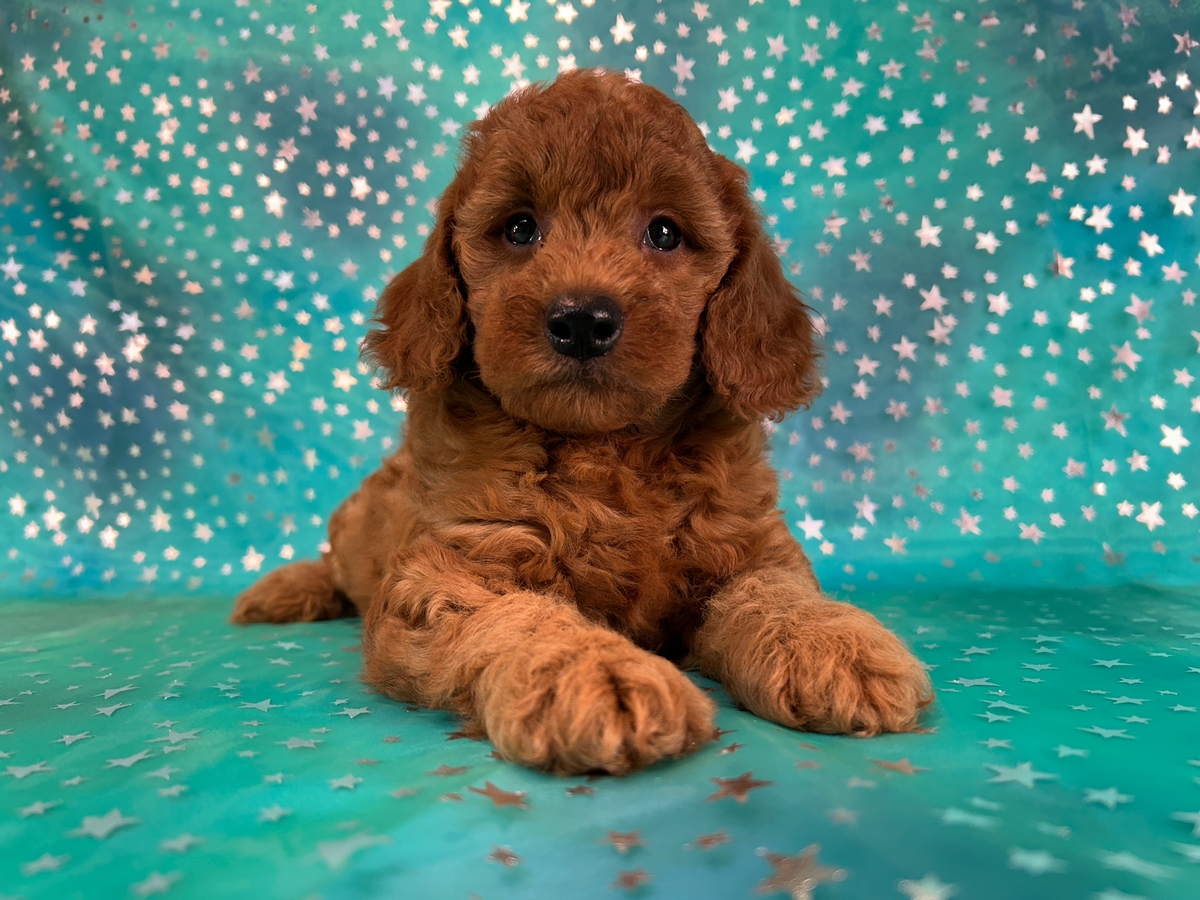 Female F1b Mini Golden Doodle Puppy for Sale DOB 4-21-2026 $1200